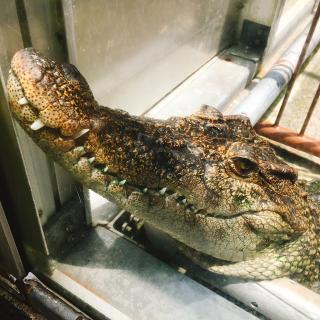 04　ワニ・顔のアップ２.JPG